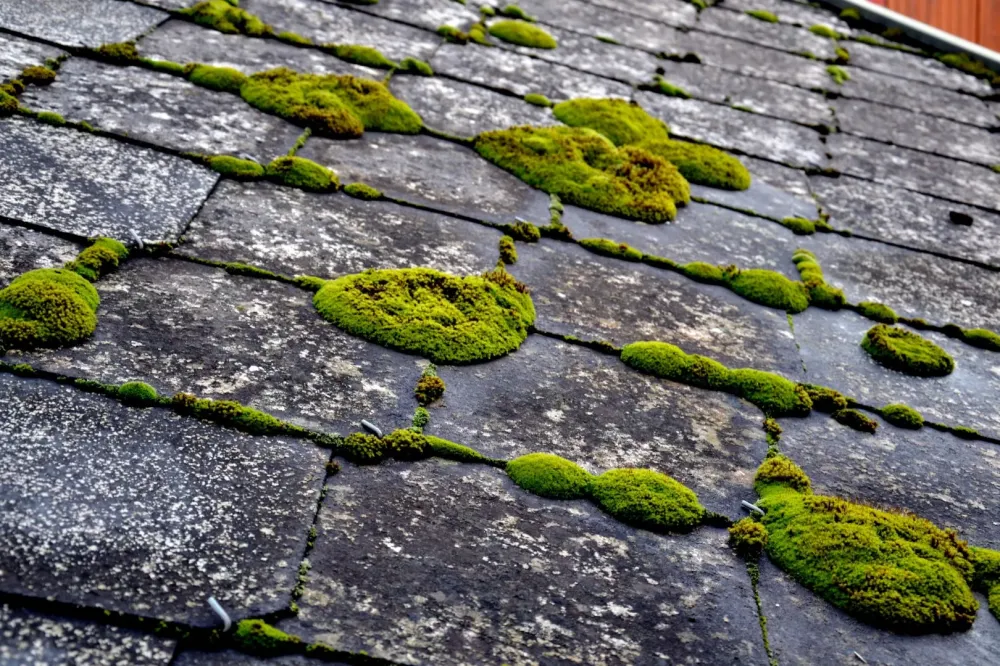 Démoussage toiture à Vitry sur Seine